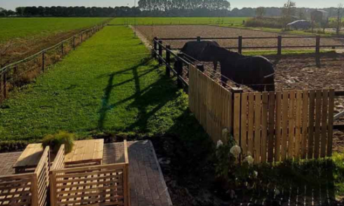 Paarden in de bak