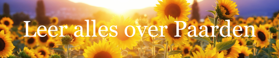 Zonnebloemen voor een warme sfeer