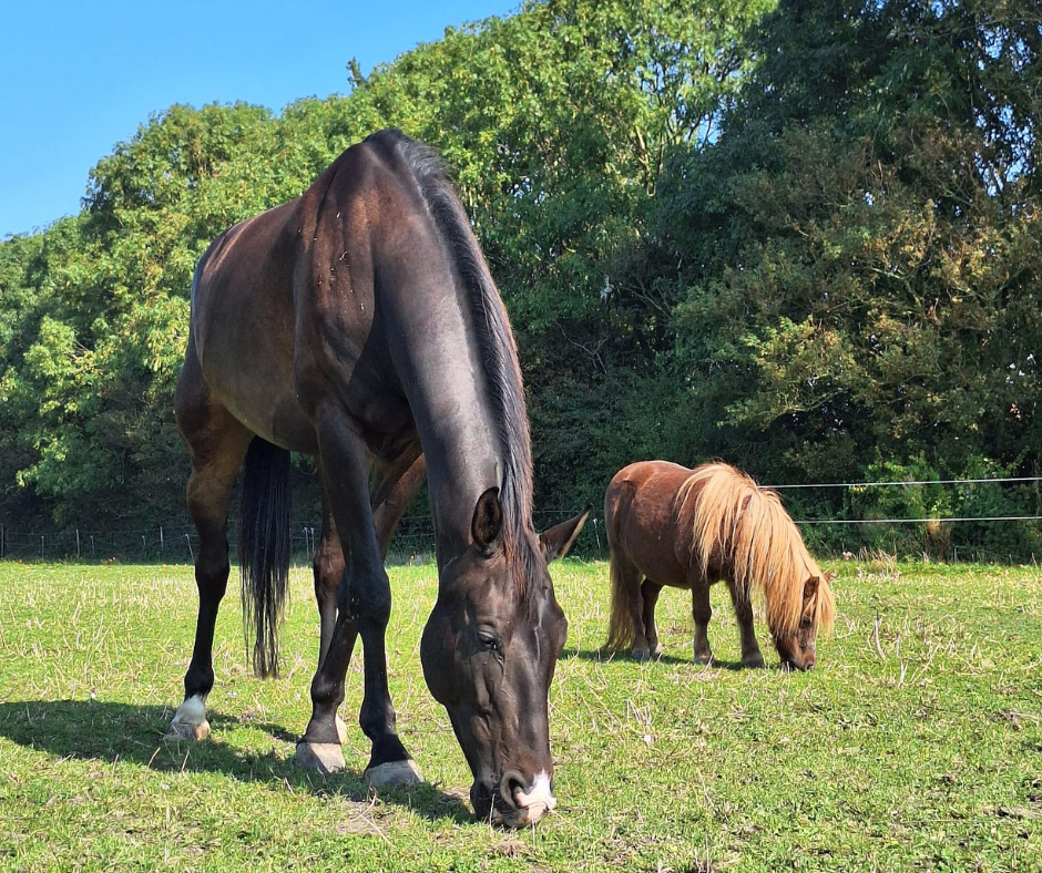 Paard en pony grazend in de wei