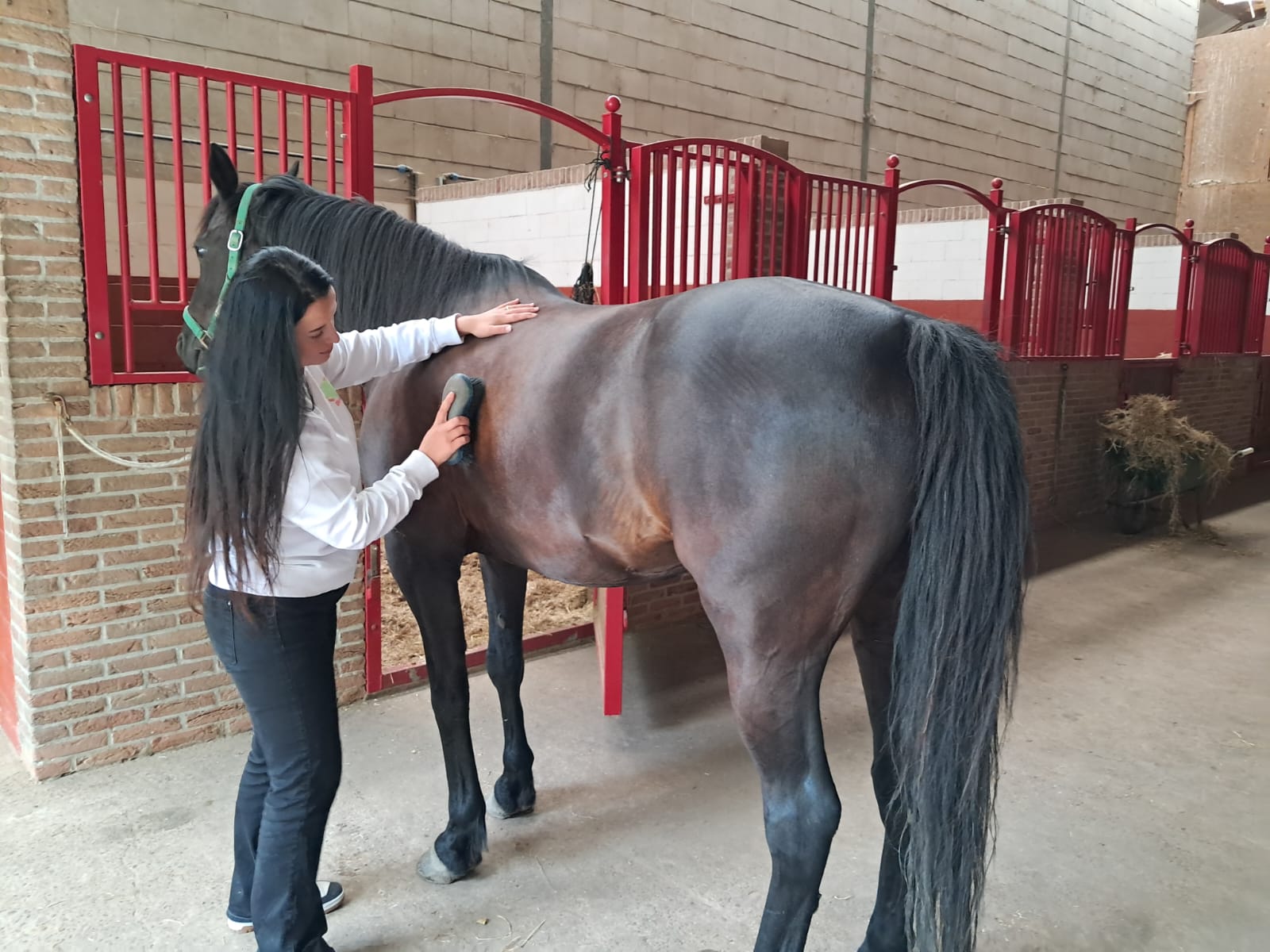 Klant die paard Ricardo borstelt